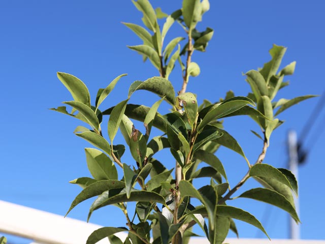 ナナミノキ 株立ち 1.2m 露地 2本 苗 ナナミノキ 株立ち 1.2m 露地 2本 苗