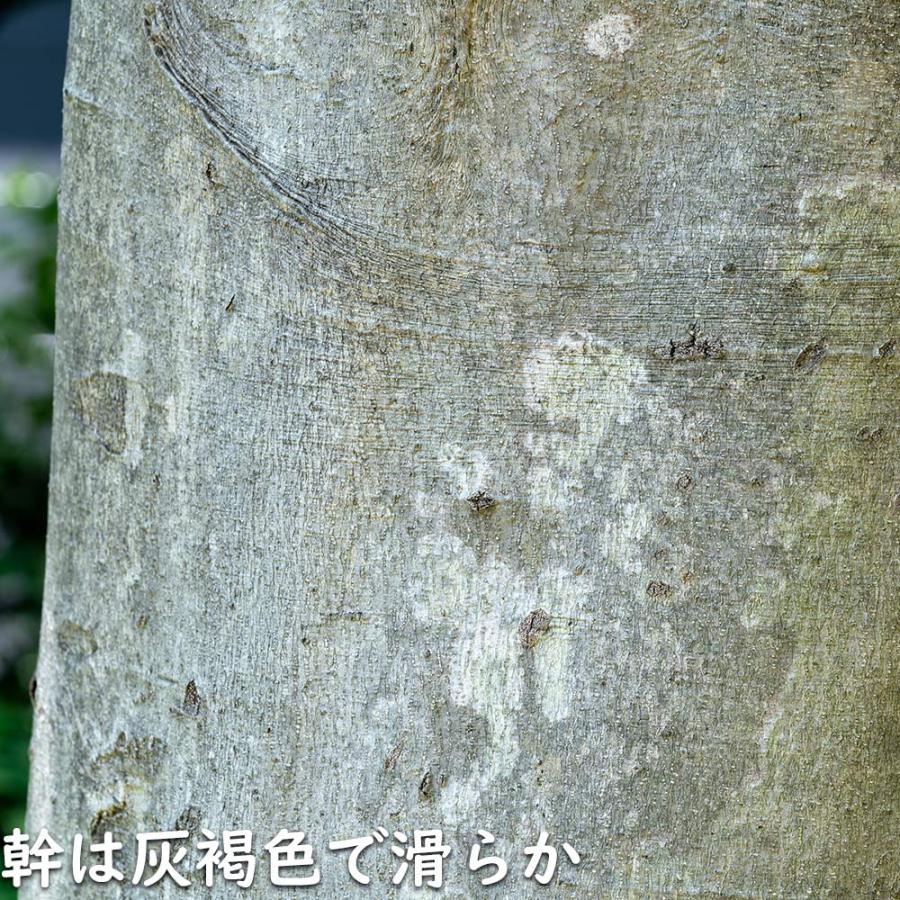 ナナミノキ 株立ち 1.2m 露地 2本 苗 ナナミノキ 株立ち 1.2m 露地 2本 苗