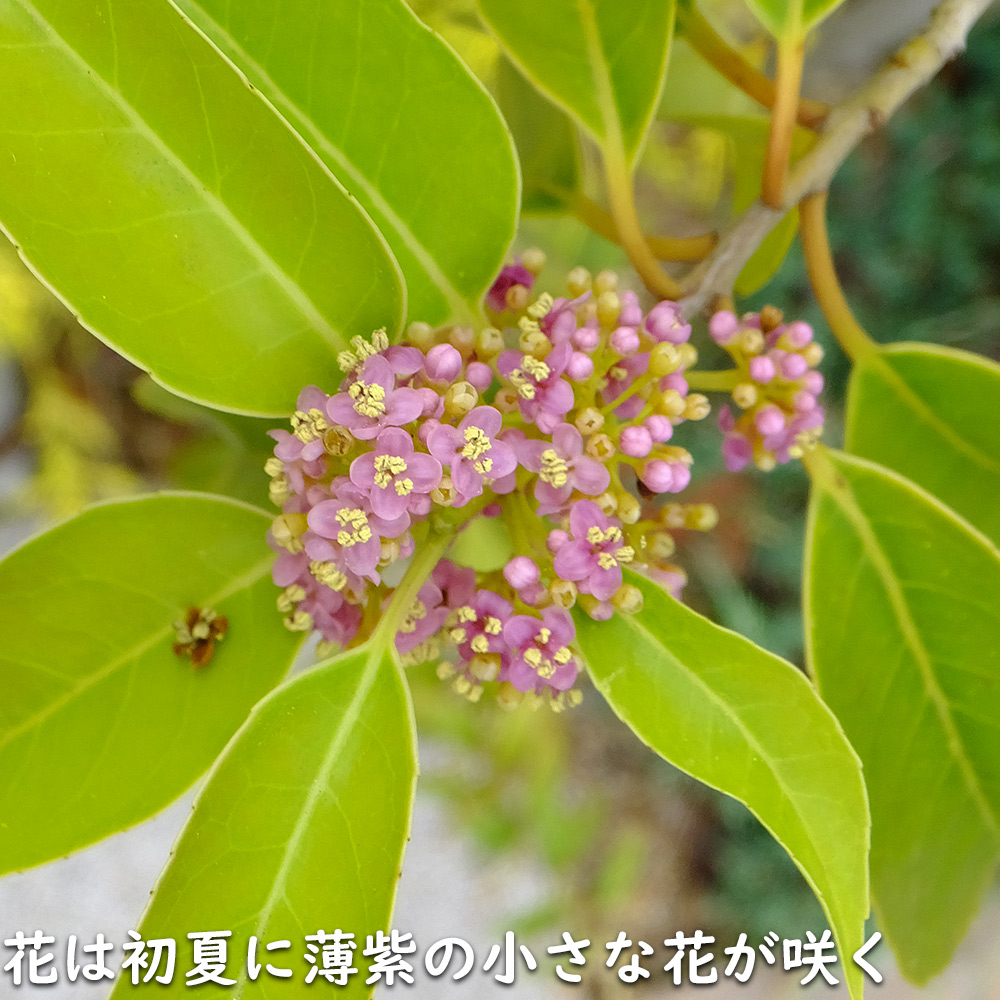 ナナミノキ 株立ち 2.3m 露地 苗木 : 501973 : トオヤマグリーン