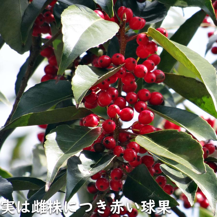 ナナミノキ 株立ち 1.2m 露地 2本 苗 ナナミノキ 株立ち 1.2m 露地 2本 苗