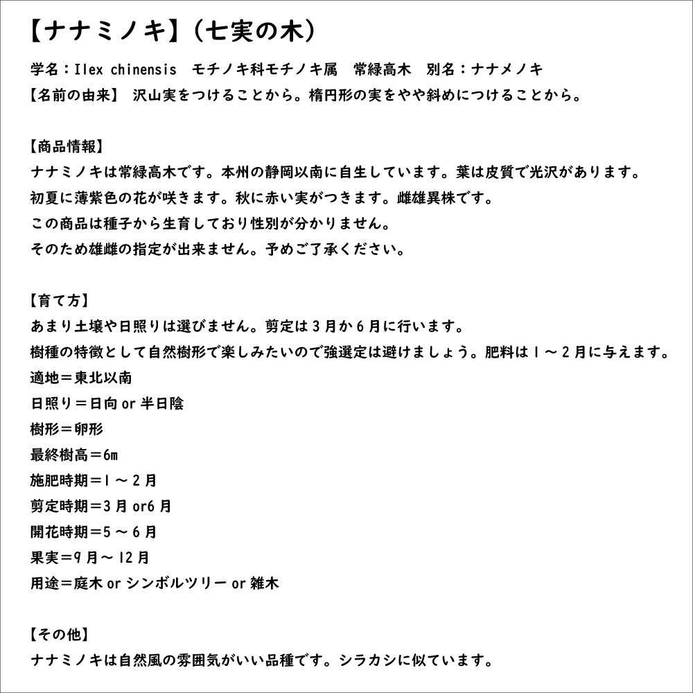 ナナミノキ 株立ち 1.2m 露地 2本 苗 ナナミノキ 株立ち 1.2m 露地 2本 苗