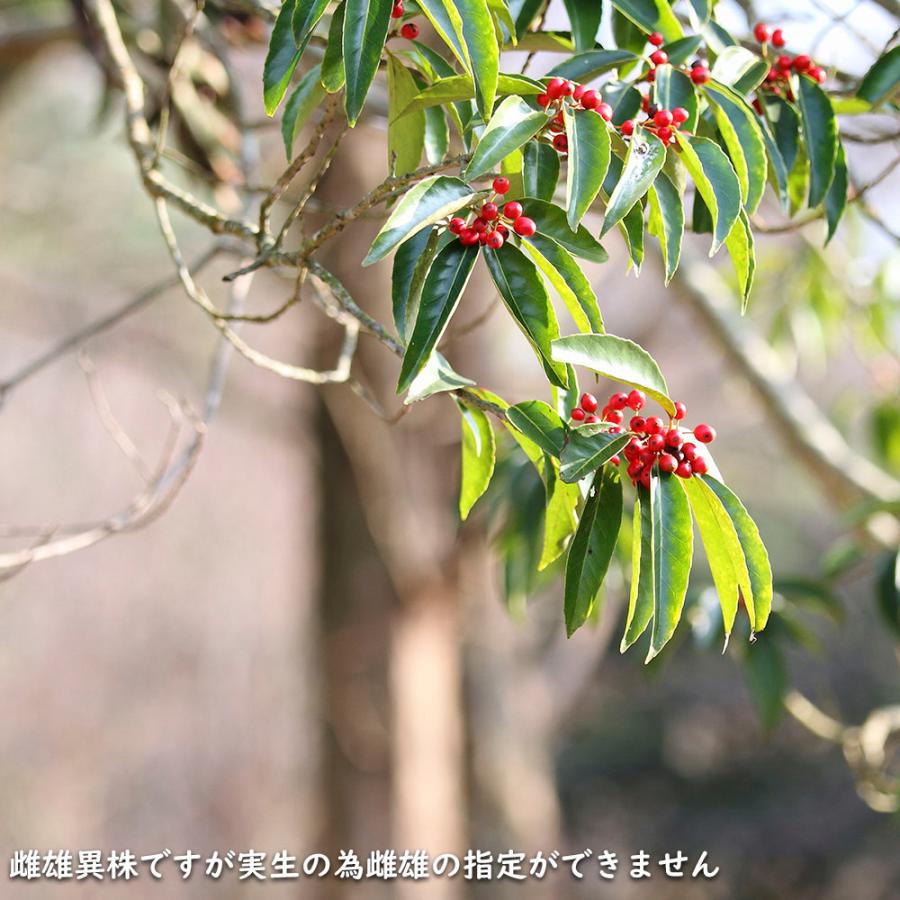 ナナミノキ 株立ち 1.2m 露地 2本 苗 ナナミノキ 株立ち 1.2m 露地 2本 苗