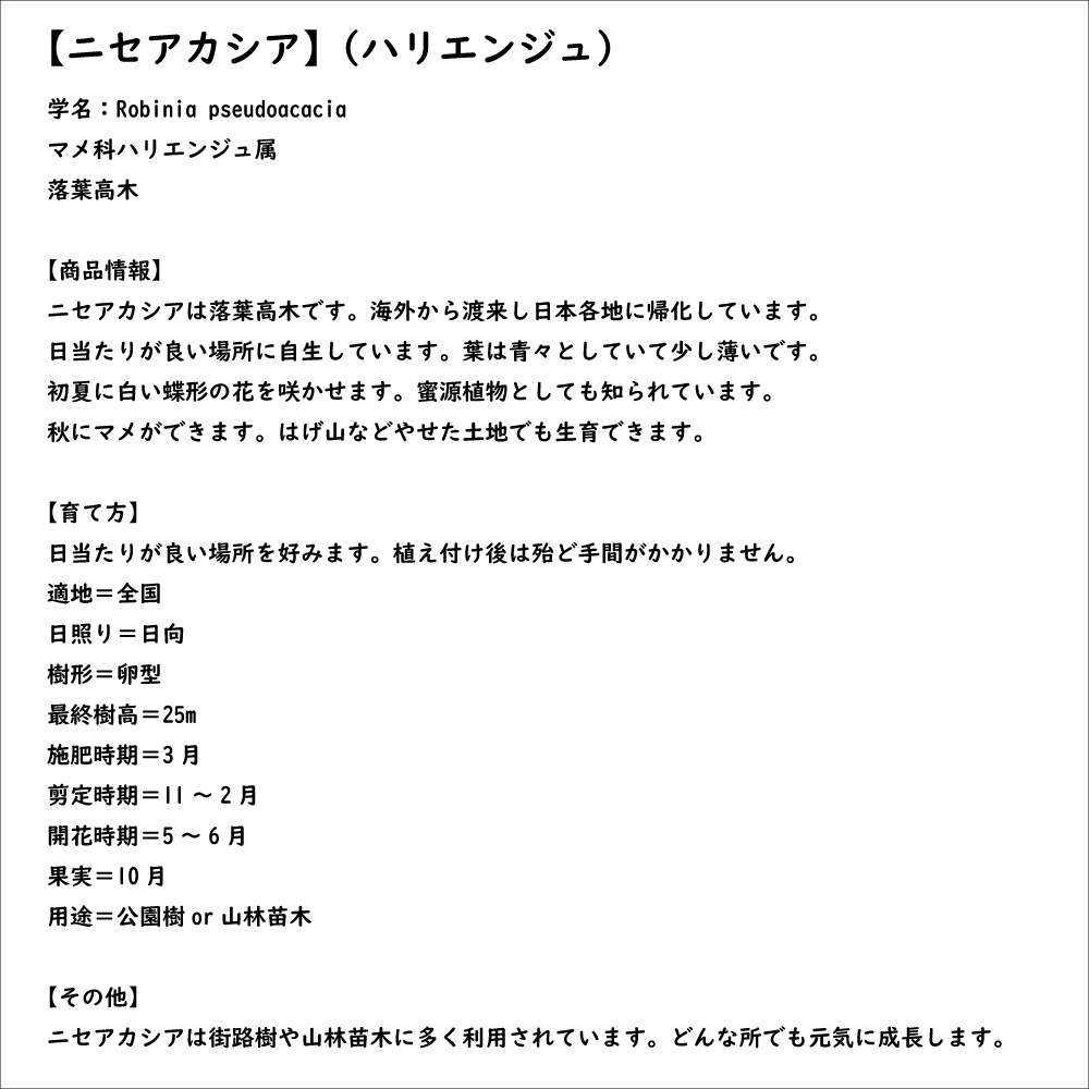 ニセアカシア 0.5m 10.5cmポット 苗｜green-netbox｜08