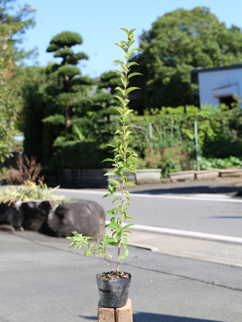 トウネズミモチ（苗木、植木）の商品一覧 | 花、ガーデニング 通販