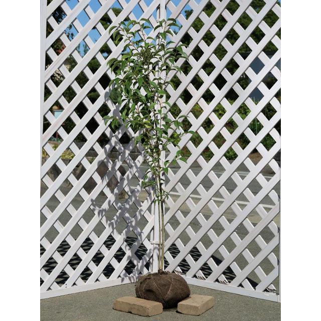 トウネズミモチ 1.2m 露地 2本 苗(13200円)