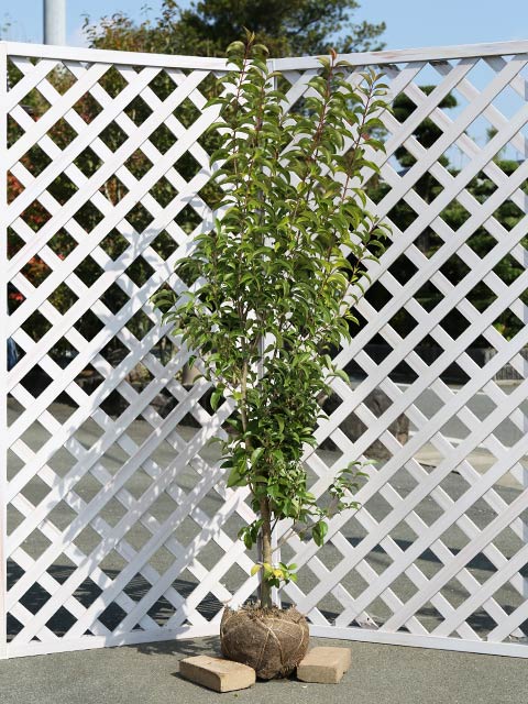 新春SALE! トウネズミモチ 1.5m 露地 苗木 【L1529690835】(10010円)