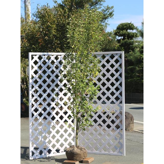 トウネズミモチ 2.5m 露地 2本 苗木(23276円)