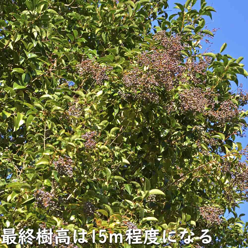 トウネズミモチ 1.7m 露地 2本 苗木