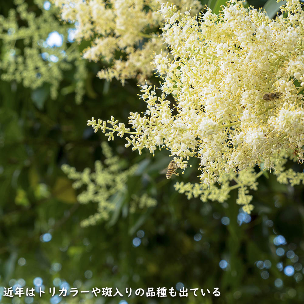 現品　良品　ネズミモチ　特大苗　2.2mほど　山採り 現品 良品 ネズミモチ 特大苗 2.2mほど 山採り 現品 良品 ネズミモチ