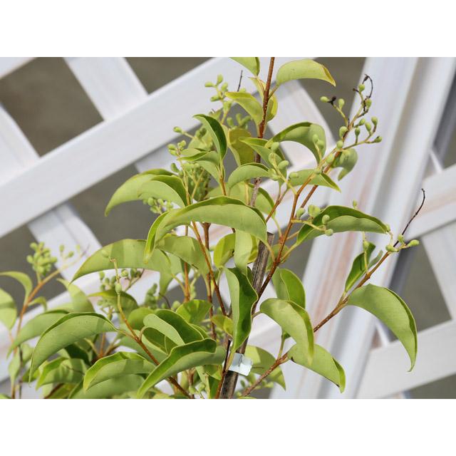 トウネズミモチ 1.2m 露地 2本 苗 GM2677176815