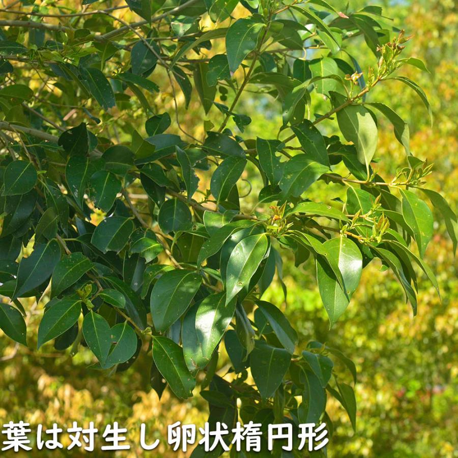 トウネズミモチ 1.2m 露地 2本 苗 GM2677176815