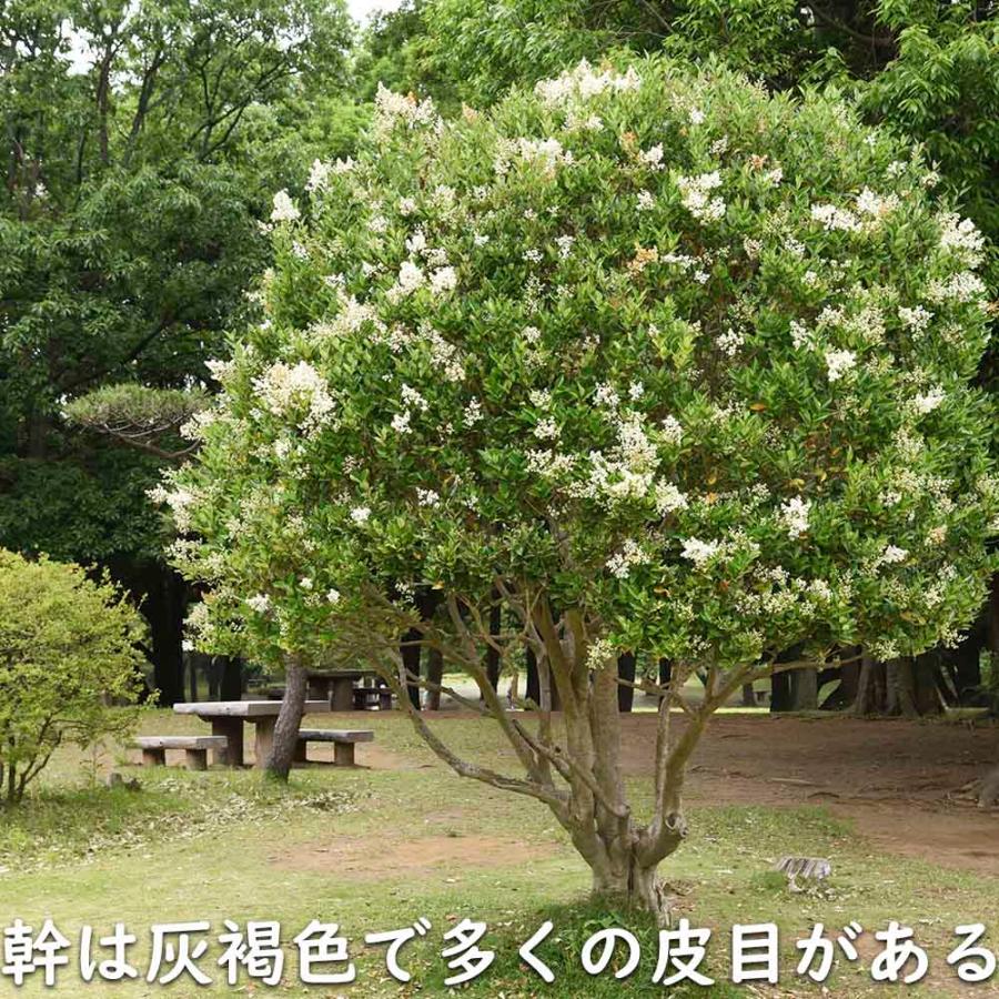 トウネズミモチ 1.2m 露地 2本 苗 GM2677176815