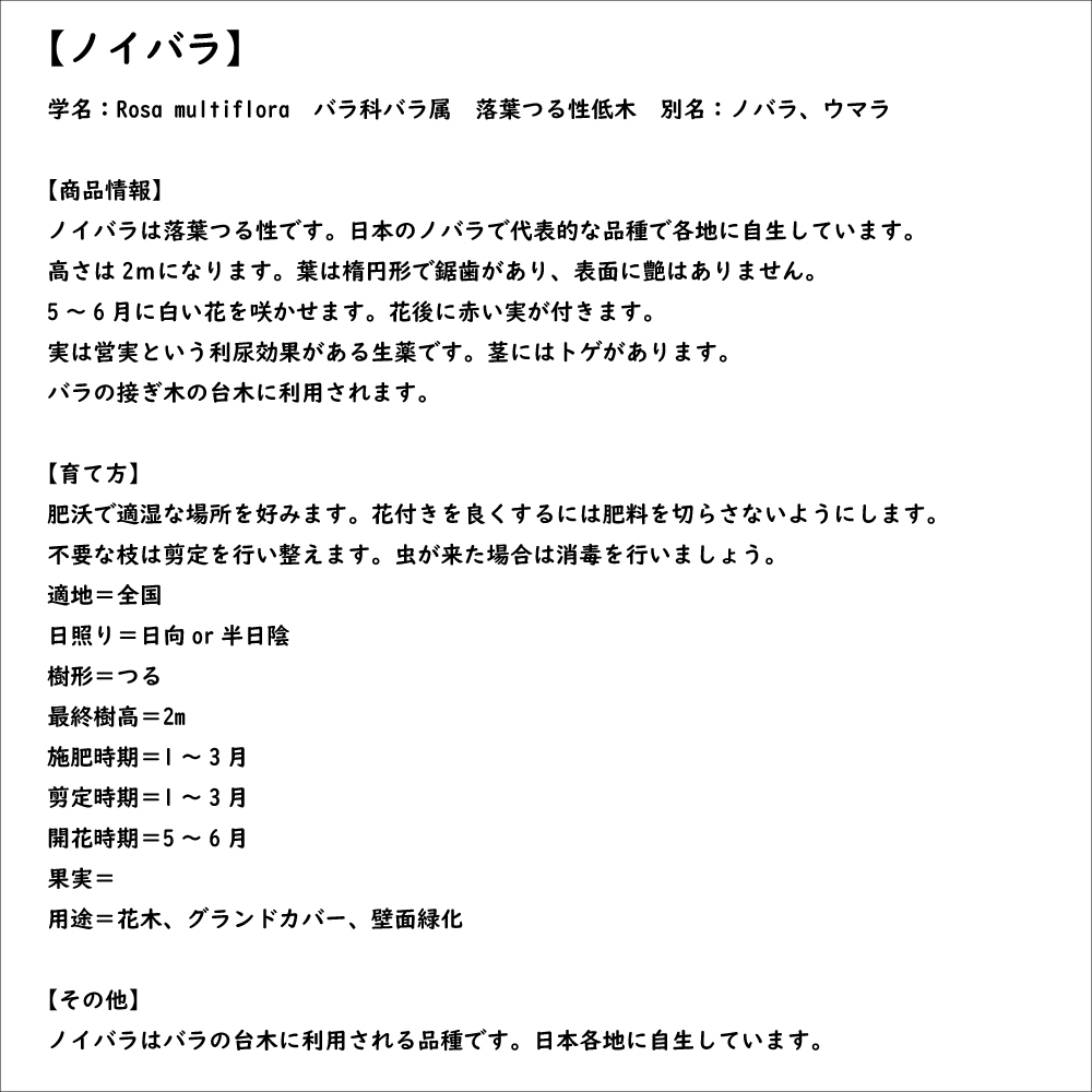ノイバラ 0.2m 15cmポット 10個 苗 : 5036049 : トオヤマグリーン - 通販 - Yahoo!ショッピング