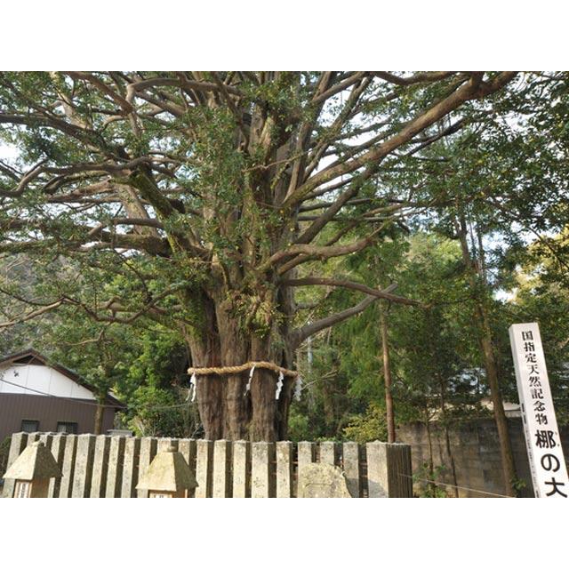 (新品,未開封) ナギ 単木 2.5m 露地 苗木 【2857663076】 (18700円)