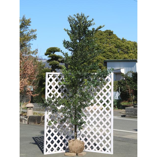 ナギ 単木 2.3m 露地 2本 苗木(30008円)