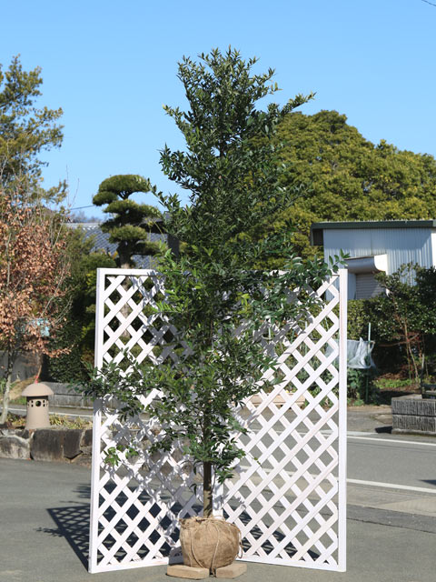 ナギ 単木 2.5m 露地 苗木(18700円)