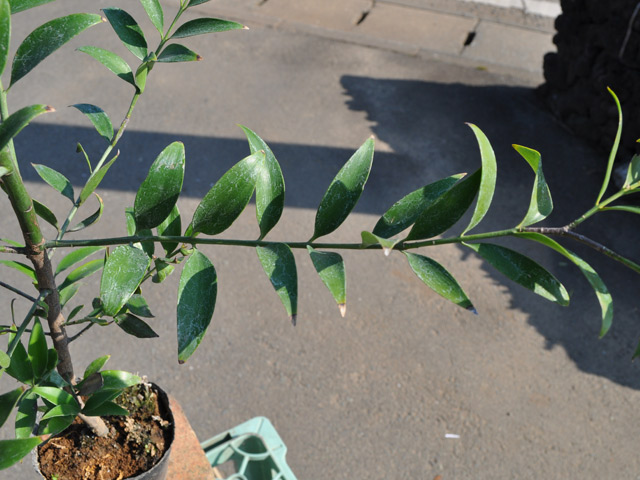 (新品,未開封) ナギ 単木 2.5m 露地 苗木 【2857663076】 (18700円)