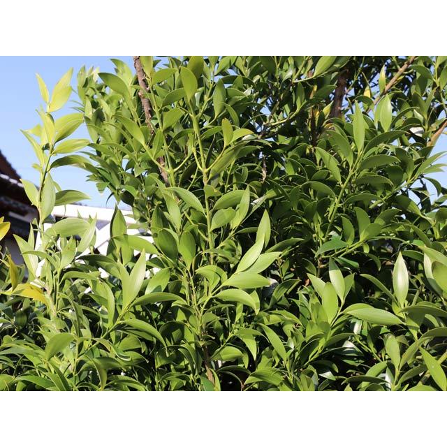 (新品,未開封) ナギ 単木 2.5m 露地 苗木 【2857663076】 (18700円)