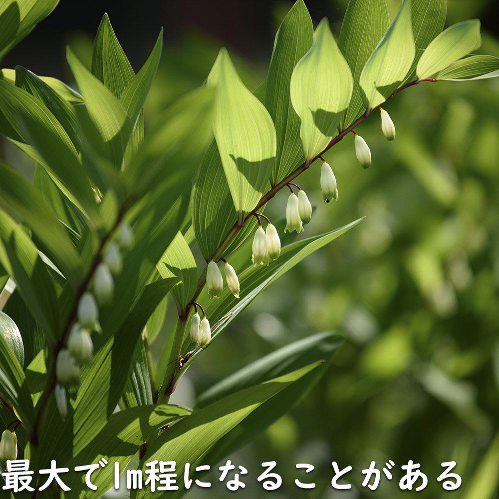 ナルコユリ 〜cmポット 15個 苗 : トオヤマグリーン - 通販 - Yahoo