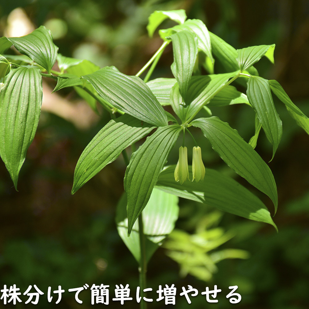 ナルコユリ（苗） | 花、ガーデニング のおすすめ人気商品一覧 通販