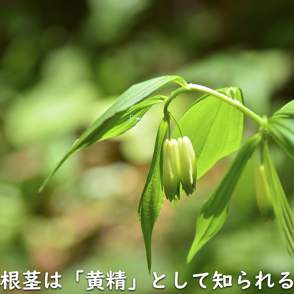 ナルコユリ 〜cmポット 15個 苗 : トオヤマグリーン - 通販 - Yahoo