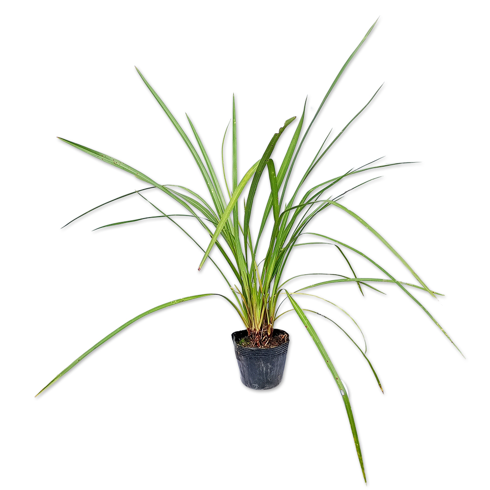 MLM様 ニューサイラン 観葉植物 ポット 約120cm 08 【公式通販】 MLM様 ニューサイラン 観葉植物 ポット 約120cm 08 【公式通販】