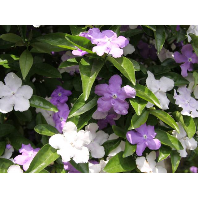 ニオイバンマツリ 1.2m 露地 苗 ニオイバンマツリ 1.2m 露地 苗