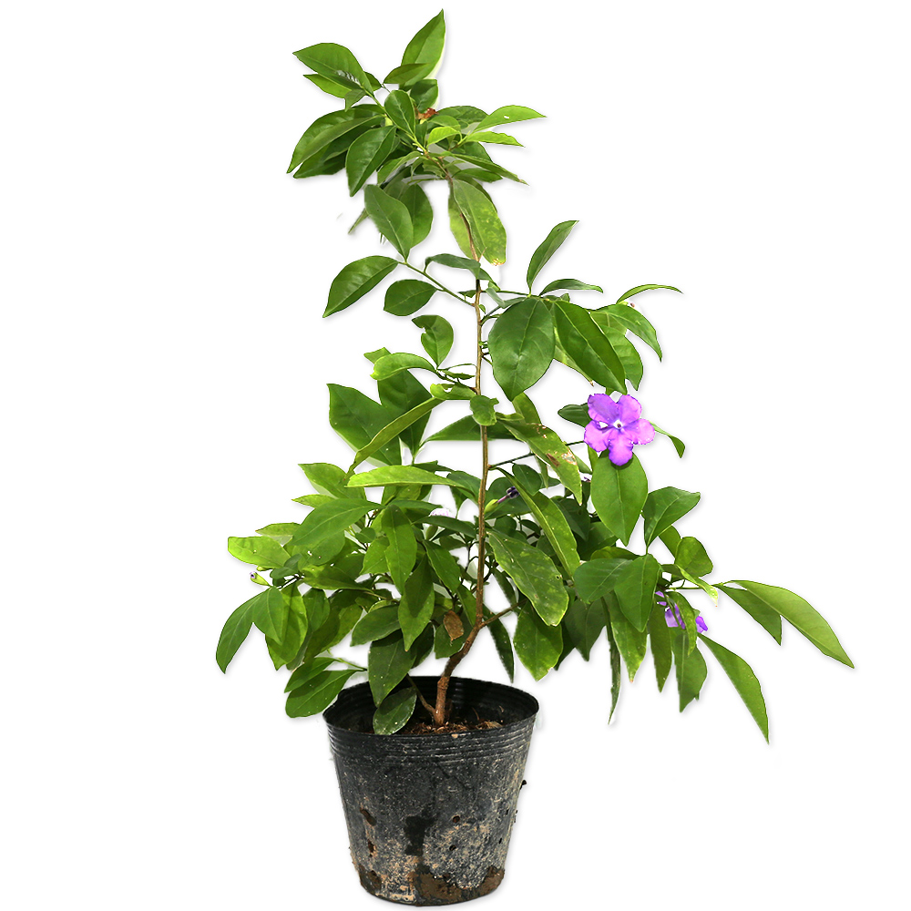 ニオイバンマツリ 13.5cmポット 5本 苗(12155円)