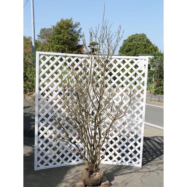 ニオイバンマツリ 1.2m 露地 苗(14850円)