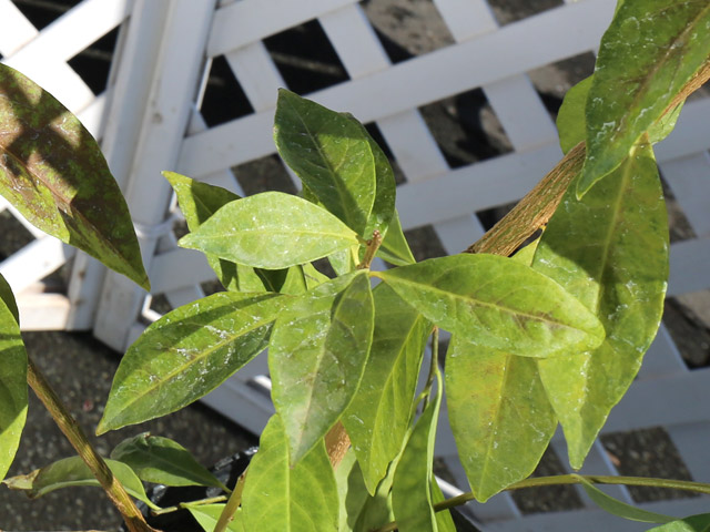 ニオイバンマツリ 1.2m 露地 苗 ニオイバンマツリ 商品情報