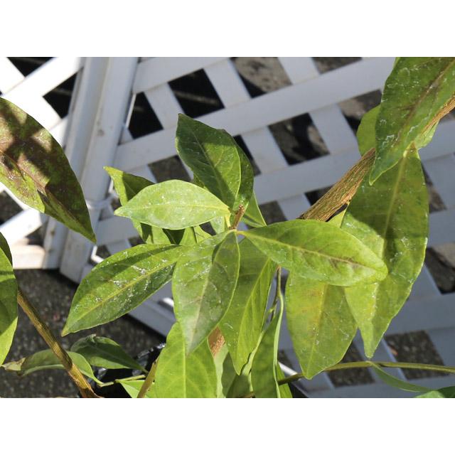 ニオイバンマツリ 1.2m 露地 苗 ニオイバンマツリ 1.2m 露地 苗