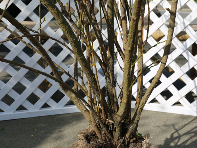 ニオイバンマツリ 1.2m 露地 苗 ニオイバンマツリ 商品情報