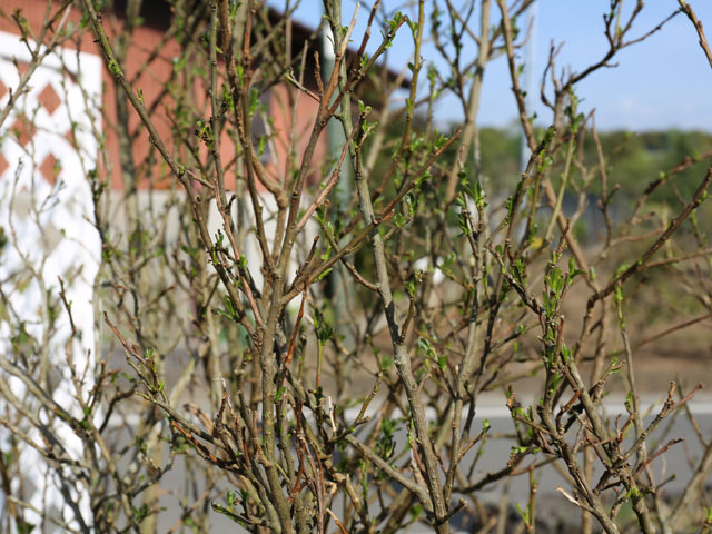 ニオイバンマツリ 1.2m 露地 苗 ニオイバンマツリ 商品情報