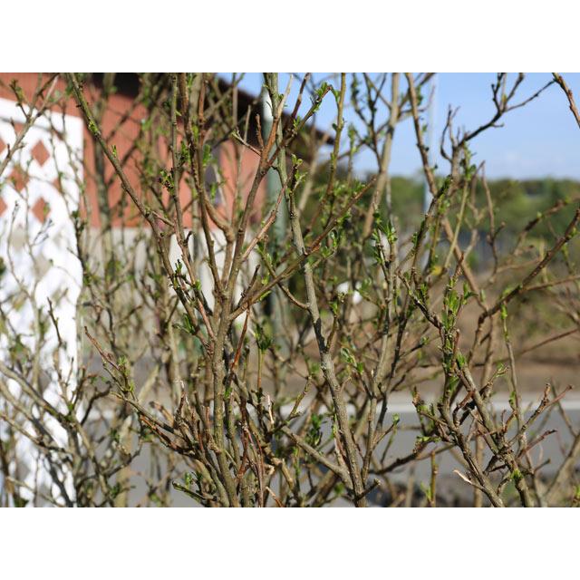 ニオイバンマツリ 1.2m 露地 苗 ニオイバンマツリ 1.2m 露地 苗