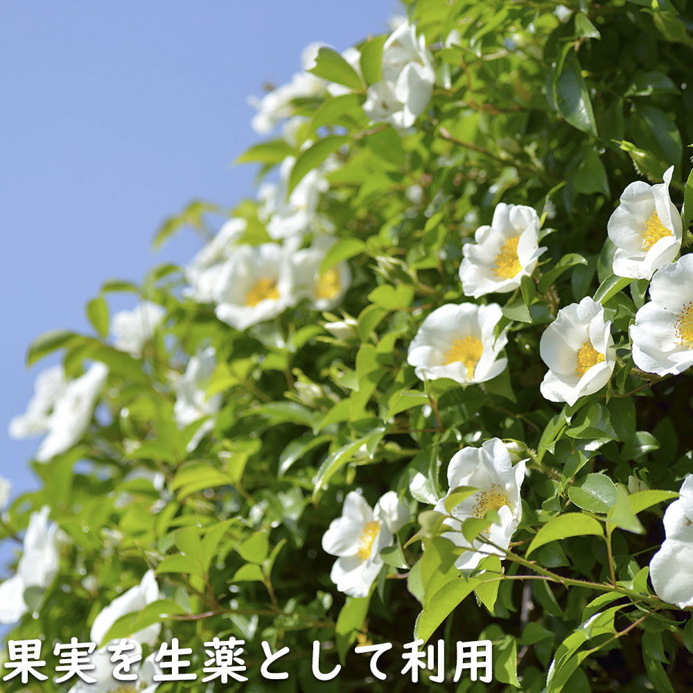ナニワノイバラ 9.0cmポット 苗 |  | 11