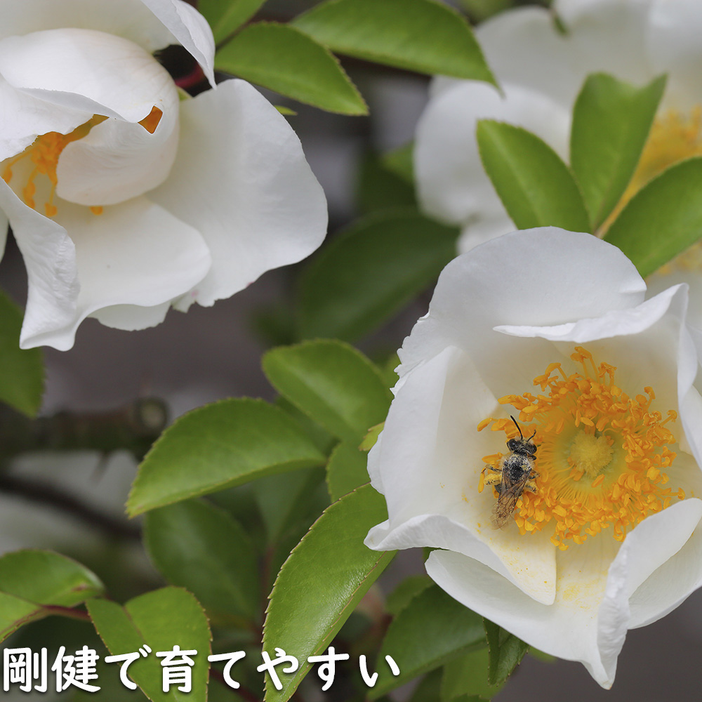 ナニワノイバラ 9.0cmポット 苗 |  | 14