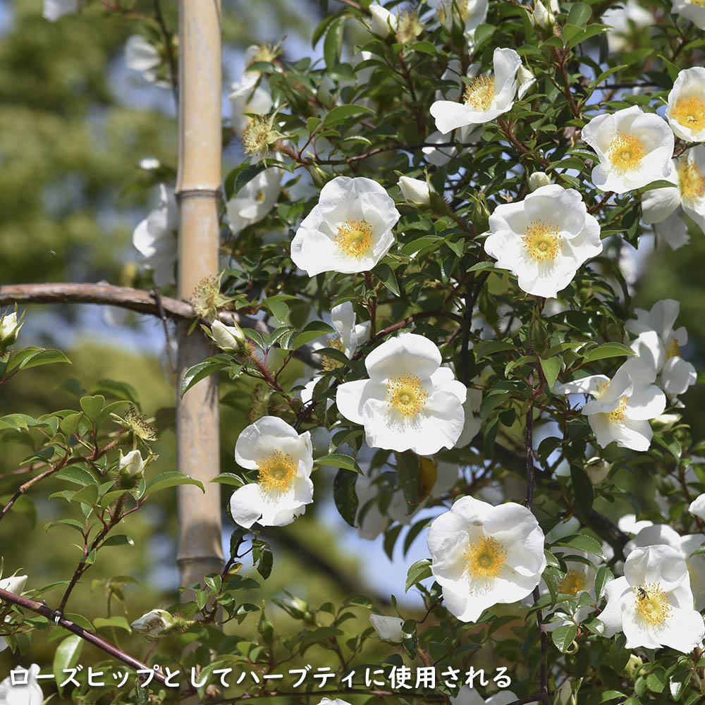 ナニワノイバラ 9.0cmポット 苗 |  | 15