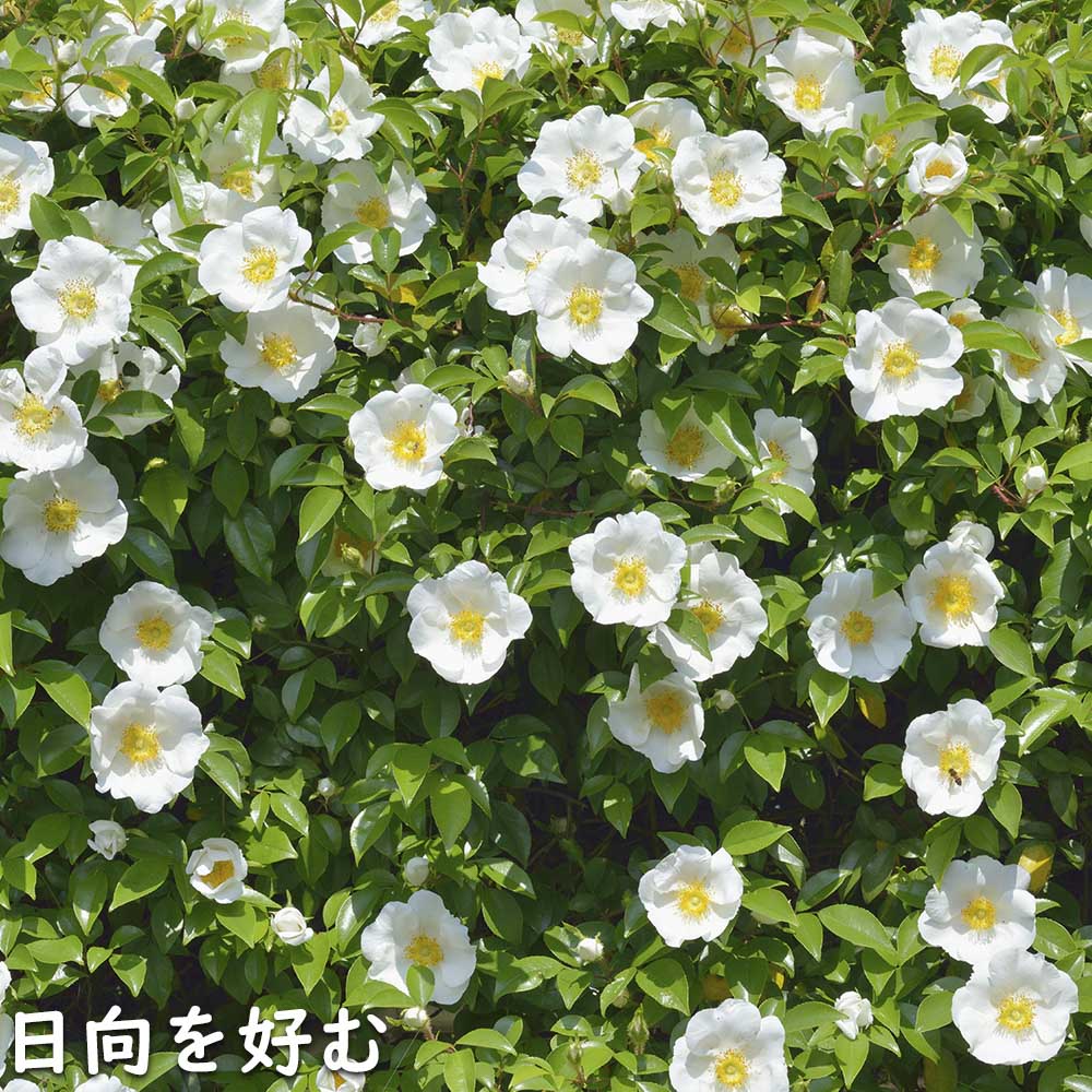 ナニワノイバラ 9.0cmポット 苗 |  | 18