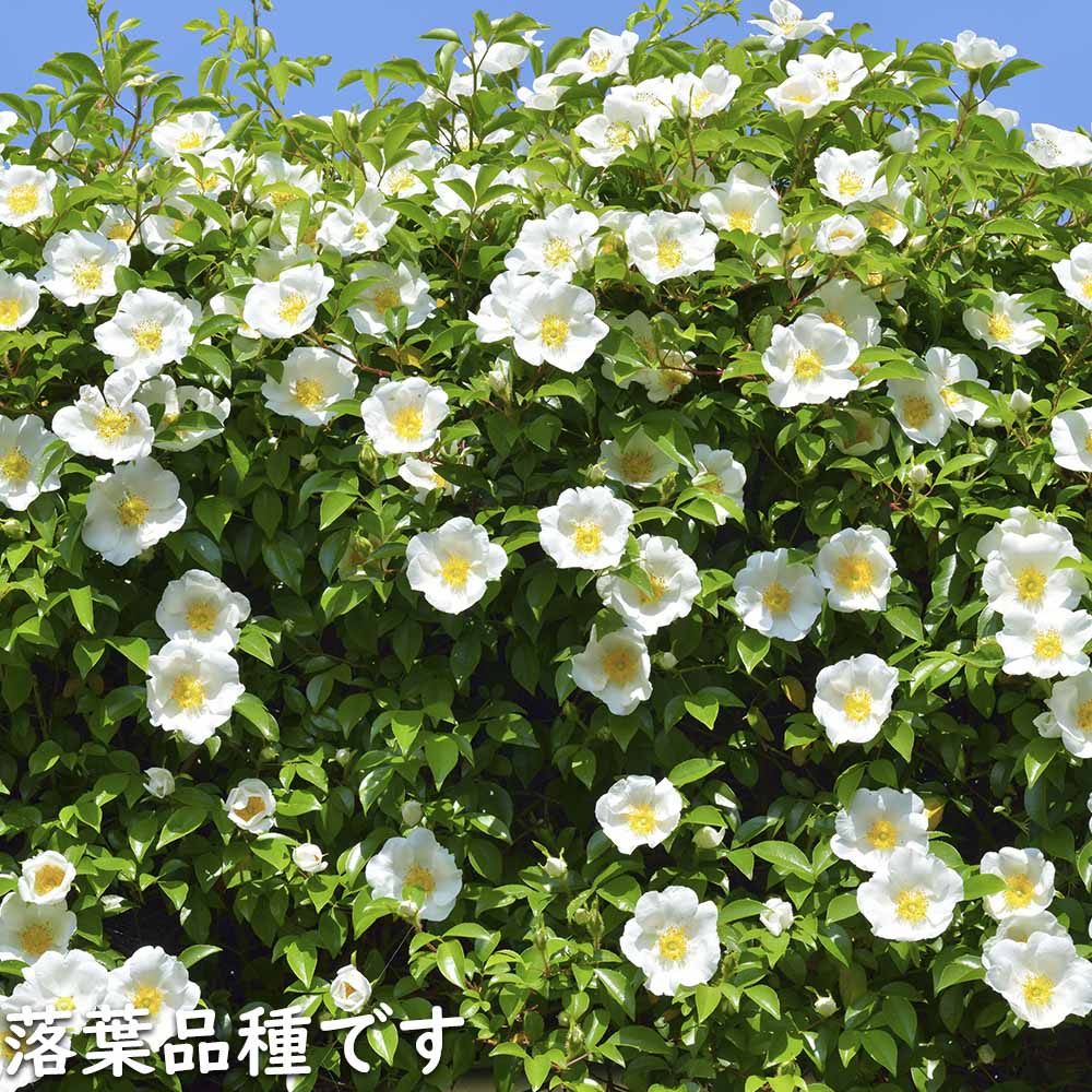 ナニワノイバラ 9.0cmポット 苗 |  | 19