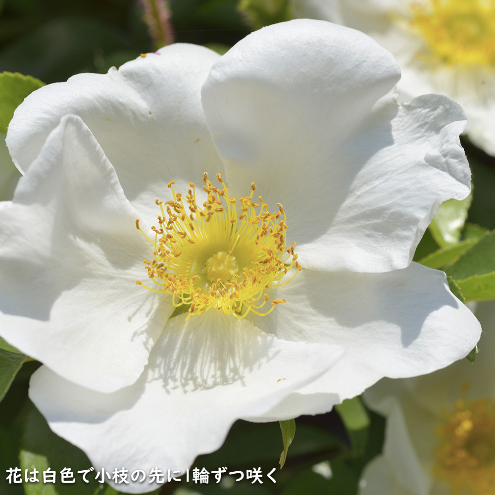 ナニワノイバラ 9.0cmポット 苗 |  | 05