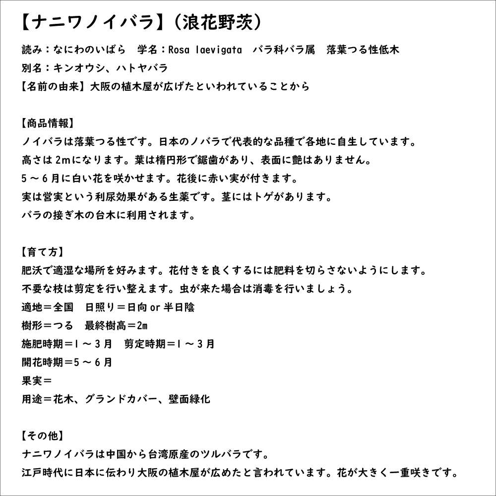 ナニワノイバラ 9.0cmポット 苗 |  | 07