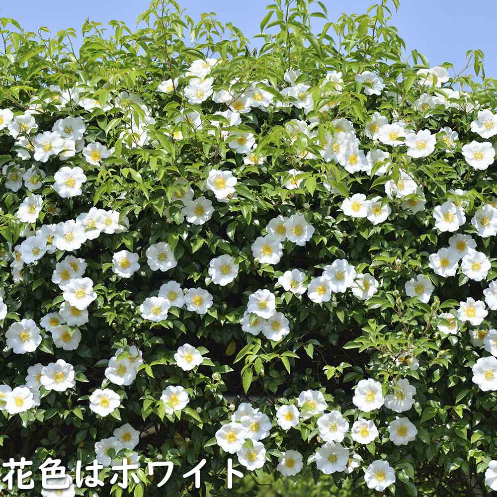 ナニワノイバラ 9.0cmポット 苗 |  | 09