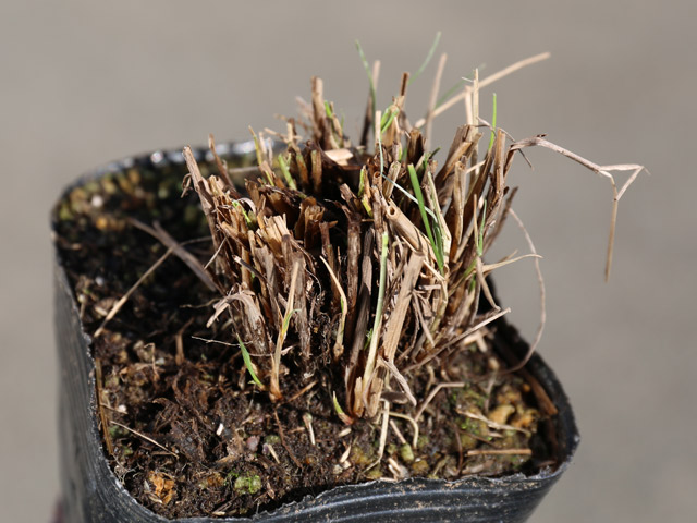 新入荷!!【日本未発売】 ノガリヤス 10.5cmポット 20個 苗 【H1529687033】(10010円)