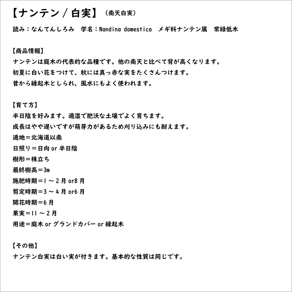 ナンテン白実 0.3m 15cmポット 苗 |  | 07