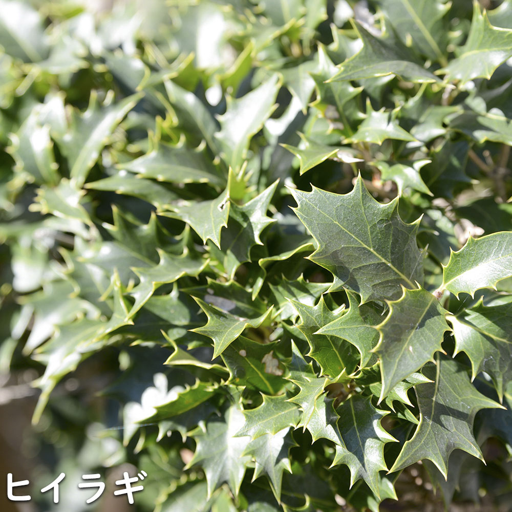 ヒイラギ 1.5m 露地 苗木 花、ガーデニング 苗木、植木 常緑樹 ヒイラギ 1.5m 露地 苗木 花、ガーデニング 苗木、植木 常緑樹