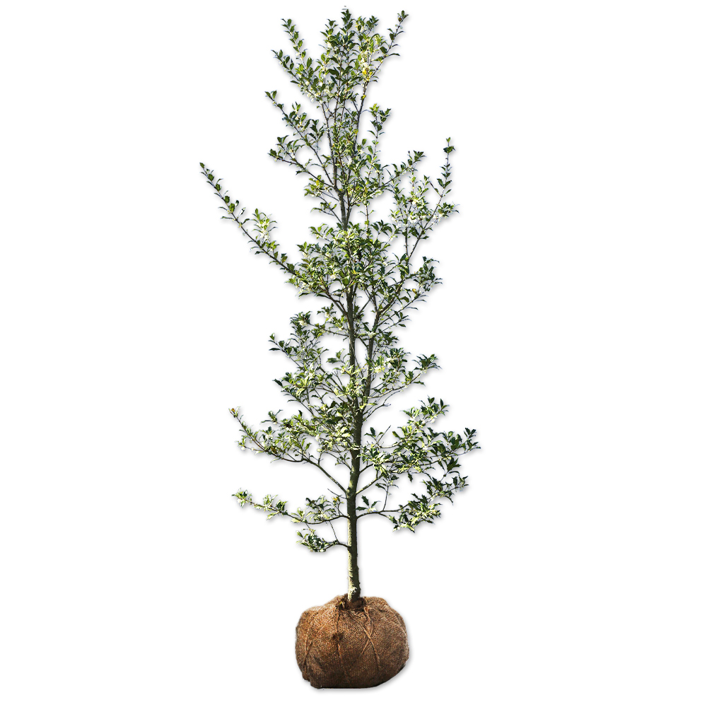 ヒイラギ 1.5m 露地 苗木(10010円)