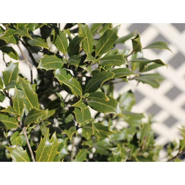 ヒイラギ 1.5m 露地 苗木 花、ガーデニング 苗木、植木 常緑樹 ヒイラギ 1.5m 露地 苗木 花、ガーデニング 苗木、植木 常緑樹