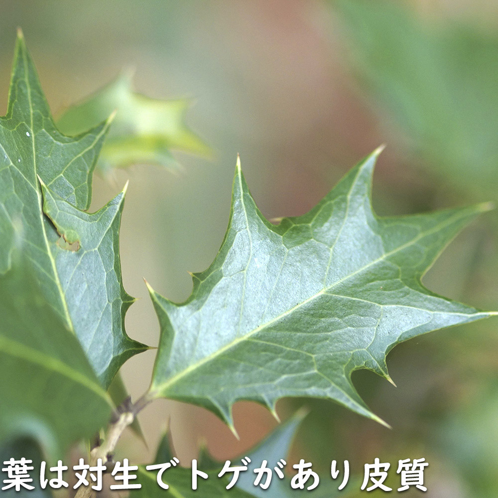 日本販売済み ヒイラギ 2m 露地 2本 苗木 植木、庭木