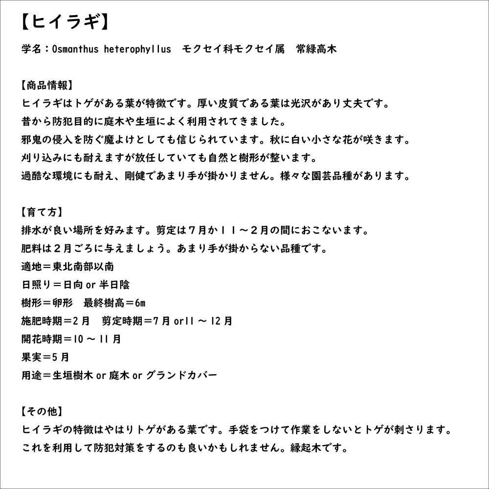 ヒイラギ 0.4m 9.0cmポット 苗｜green-netbox｜08