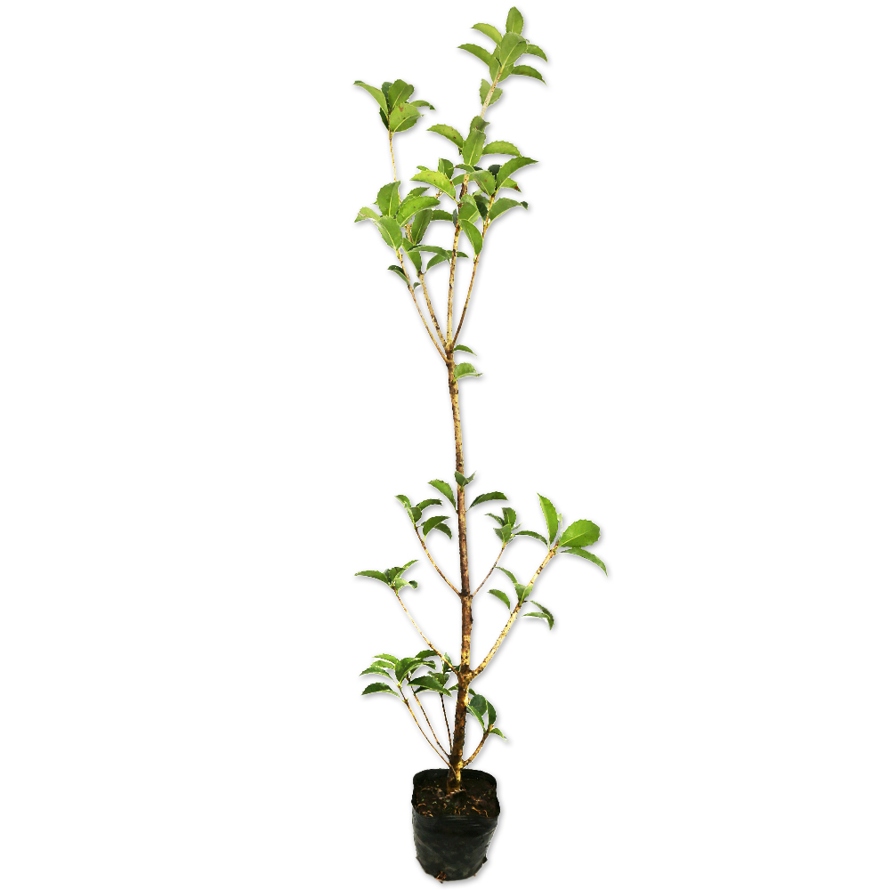 ヒイラギモクセイ 0.5m 10.5cmポット 苗 常緑樹